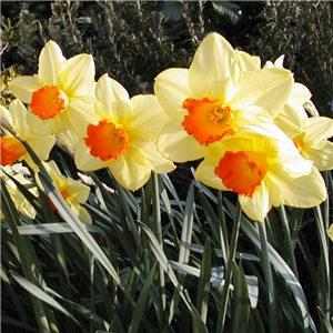 Narcissus (Daffodil) 'Lothario'. Loose, Per 10 Bulbs.